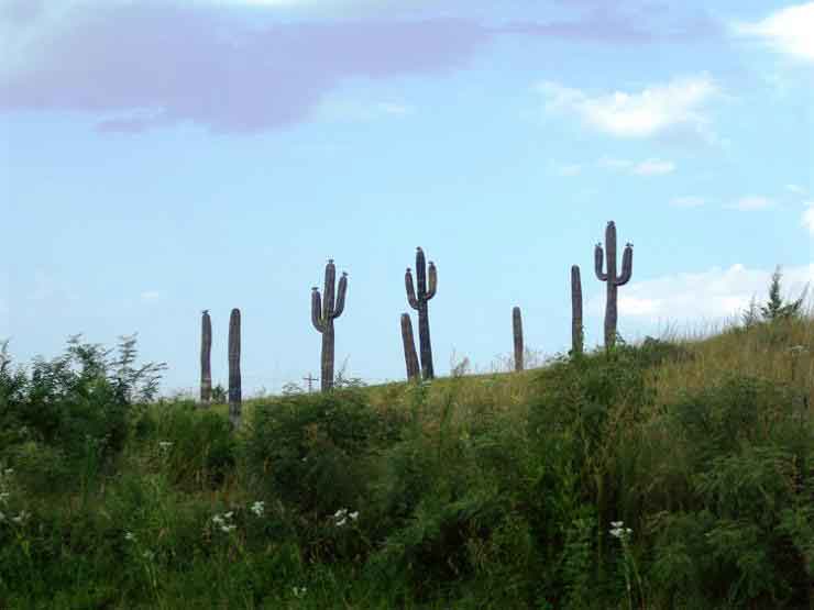 image of a fake cactus