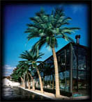 Click here to see our line of Outdoor Palm Trees