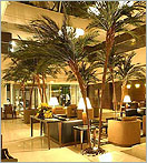 Click here to see our line of Indoor Palm Trees