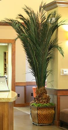 image of 3 interior artificial palms